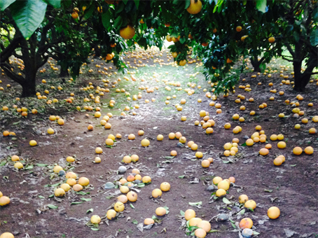 pomelos petits